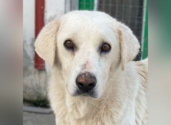 Loscano, geb. ca. 05/2024, lebt in GRIECHENLAND, im städt. Tierheim Serres