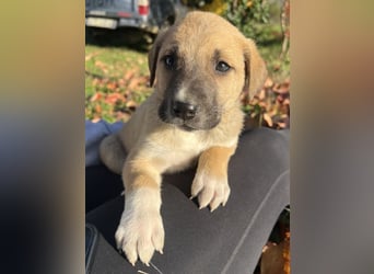 Banzai, geb. ca. 09/2025, lebt in GRIECHENLAND, auf einem Gelände, auf dem die Hunde notdürftig vers