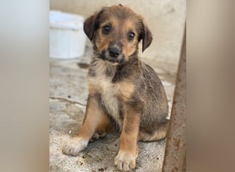 Woody, geb. ca. 02/2026, lebt in GRIECHENLAND, im städt. Tierheim Serres