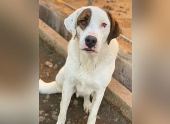 Mäx, geb. ca. 01/2024, lebt in GRIECHENLAND, im städt. Tierheim Serres