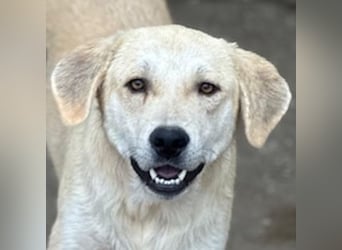 Shaggy, geb. ca. 04/2025, lebt in GRIECHENLAND, im städt. Tierheim Serres
