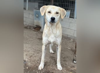 Shaggy, geb. ca. 04/2025, lebt in GRIECHENLAND, im städt. Tierheim Serres