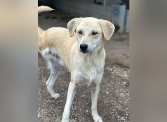 Shaggy, geb. ca. 04/2025, lebt in GRIECHENLAND, im städt. Tierheim Serres
