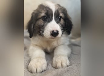 Malor, geb. ca. 09/2025, lebt in GRIECHENLAND, im städt. Tierheim Serres