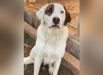 Mäx, geb. ca. 01/2024, lebt in GRIECHENLAND, im städt. Tierheim Serres