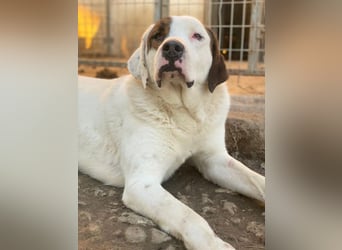 Mäx, geb. ca. 01/2024, lebt in GRIECHENLAND, im städt. Tierheim Serres