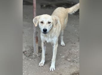 Shaggy, geb. ca. 04/2025, lebt in GRIECHENLAND, im städt. Tierheim Serres