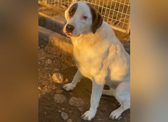 Mäx, geb. ca. 01/2024, lebt in GRIECHENLAND, im städt. Tierheim Serres