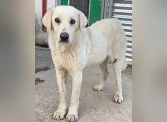 Loscano, geb. ca. 05/2024, lebt in GRIECHENLAND, im städt. Tierheim Serres