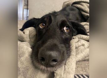 Emrys, geb. ca. 10/2020, lebt in GRIECHENLAND, auf einer privaten Pflegestelle