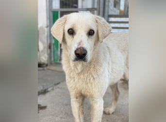 Loscano, geb. ca. 05/2024, lebt in GRIECHENLAND, im städt. Tierheim Serres