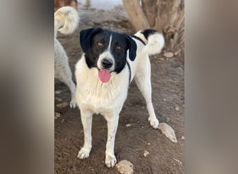 Grecco, geb. ca. 11/2022, lebt in GRIECHENLAND, im städt. Tierheim Serres