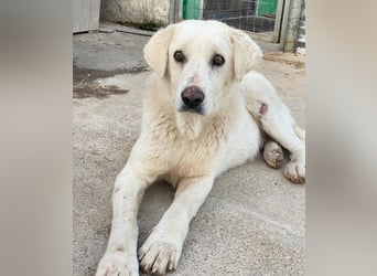 Loscano, geb. ca. 05/2024, lebt in GRIECHENLAND, im städt. Tierheim Serres