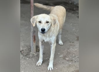 Shaggy, geb. ca. 04/2025, lebt in GRIECHENLAND, im städt. Tierheim Serres