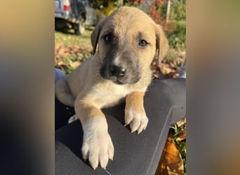 Banzai, geb. ca. 09/2025, lebt in GRIECHENLAND, auf einem Gelände, auf dem die Hunde notdürftig vers