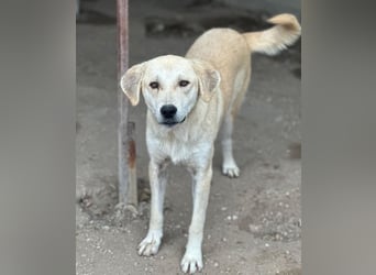Shaggy, geb. ca. 04/2025, lebt in GRIECHENLAND, im städt. Tierheim Serres
