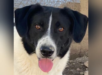 Grecco, geb. ca. 11/2022, lebt in GRIECHENLAND, im städt. Tierheim Serres