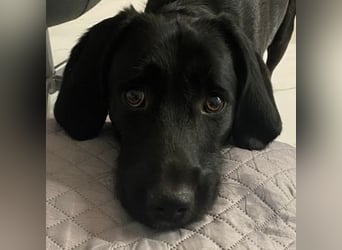 Emrys, geb. ca. 10/2020, lebt in GRIECHENLAND, auf einer privaten Pflegestelle