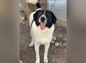 Grecco, geb. ca. 11/2022, lebt in GRIECHENLAND, im städt. Tierheim Serres