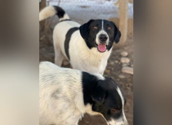 Grecco, geb. ca. 11/2022, lebt in GRIECHENLAND, im städt. Tierheim Serres