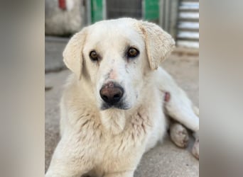 Loscano, geb. ca. 05/2024, lebt in GRIECHENLAND, im städt. Tierheim Serres