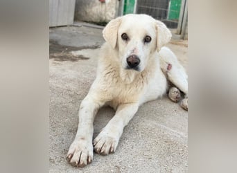 Loscano, geb. ca. 05/2024, lebt in GRIECHENLAND, im städt. Tierheim Serres