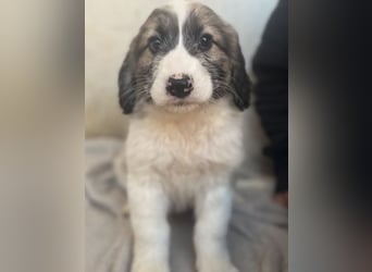 Malor, geb. ca. 09/2025, lebt in GRIECHENLAND, im städt. Tierheim Serres