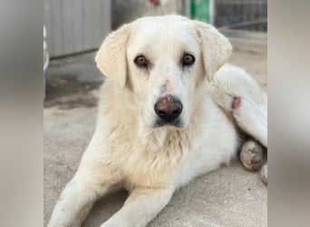 Loscano, geb. ca. 05/2024, lebt in GRIECHENLAND, im städt. Tierheim Serres