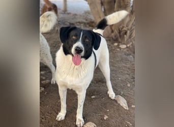 Grecco, geb. ca. 11/2022, lebt in GRIECHENLAND, im städt. Tierheim Serres