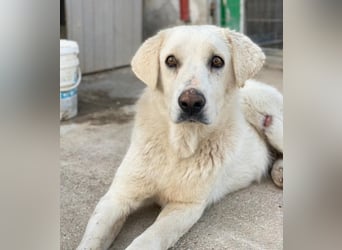 Loscano, geb. ca. 05/2024, lebt in GRIECHENLAND, im städt. Tierheim Serres