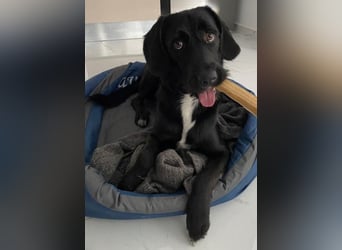 Emrys, geb. ca. 10/2020, lebt in GRIECHENLAND, auf einer privaten Pflegestelle