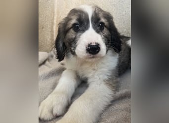 Malor, geb. ca. 09/2025, lebt in GRIECHENLAND, im städt. Tierheim Serres