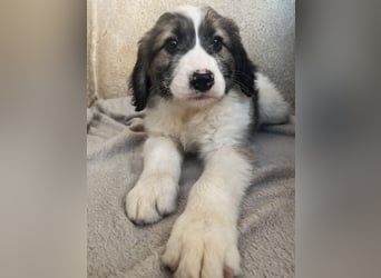 Malor, geb. ca. 09/2025, lebt in GRIECHENLAND, im städt. Tierheim Serres