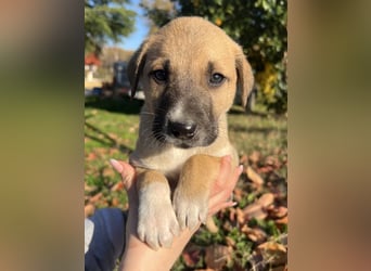 Banzai, geb. ca. 09/2025, lebt in GRIECHENLAND, auf einem Gelände, auf dem die Hunde notdürftig vers