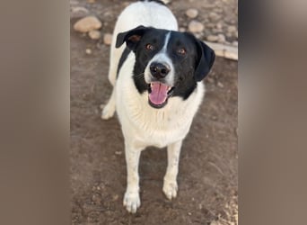 Grecco, geb. ca. 11/2022, lebt in GRIECHENLAND, im städt. Tierheim Serres