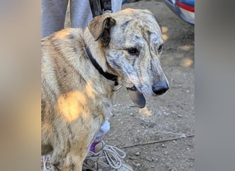 Draco wartet auf seine 2. Chance