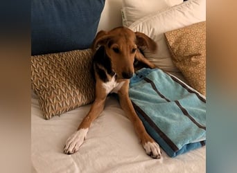 Rio sucht sein Rudel