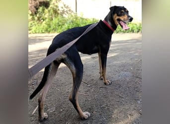 Neujahrswunsch von Mawi. Ein zuhause