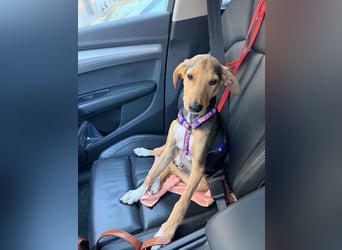 Junger Kämpfer Rio sucht sein Körbchen