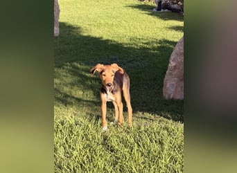 Junger Kämpfer Rio sucht sein Körbchen