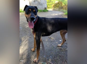 Neujahrswunsch von Mawi. Ein zuhause