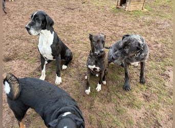 Spike wartet auf seine Menschen