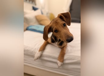 Rio sucht sein Rudel