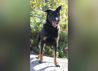 Liebenswerter BRUNO sucht dich zum Kuscheln
