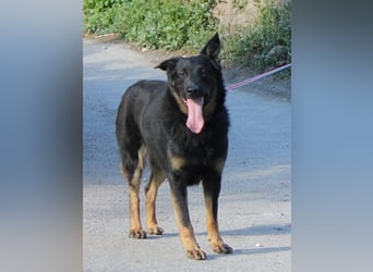 Liebenswerter BRUNO sucht dich zum Kuscheln