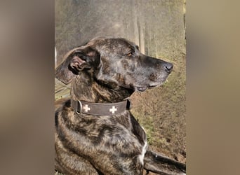 Spike wartet auf seine Menschen