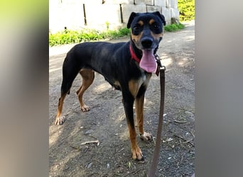 Neujahrswunsch von Mawi. Ein zuhause