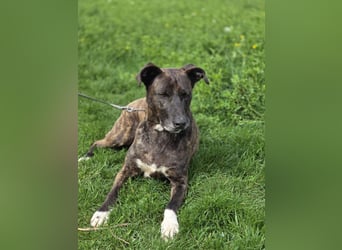 Spike wartet auf seine Menschen