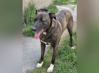 Spike wartet auf seine Menschen