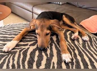 Junger Kämpfer Rio sucht sein Körbchen